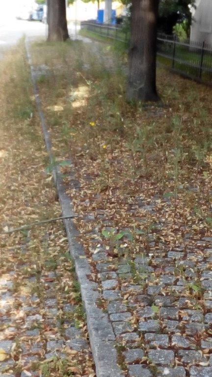 Pfarrgasse Gebesee im Juli ungekehrt