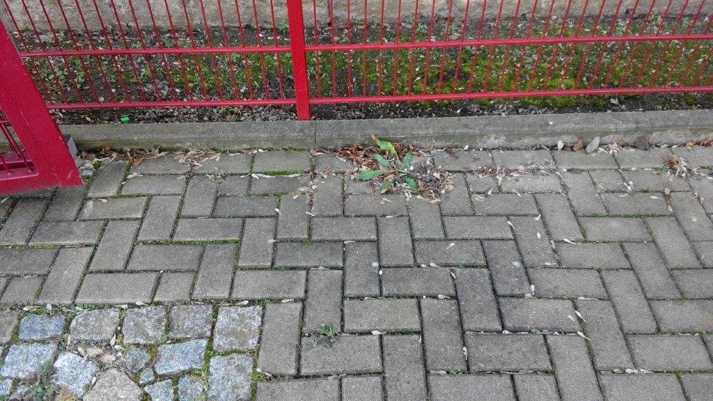 15-01-2020-Löwenzahn-Gebesee