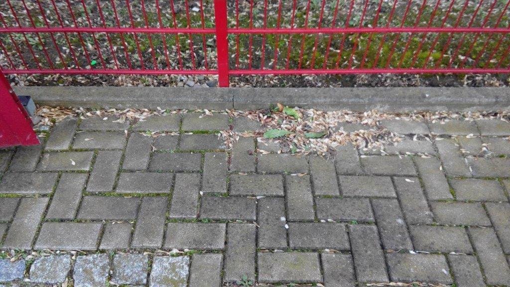 18-02-2020-Löwenzahn-Gebesee