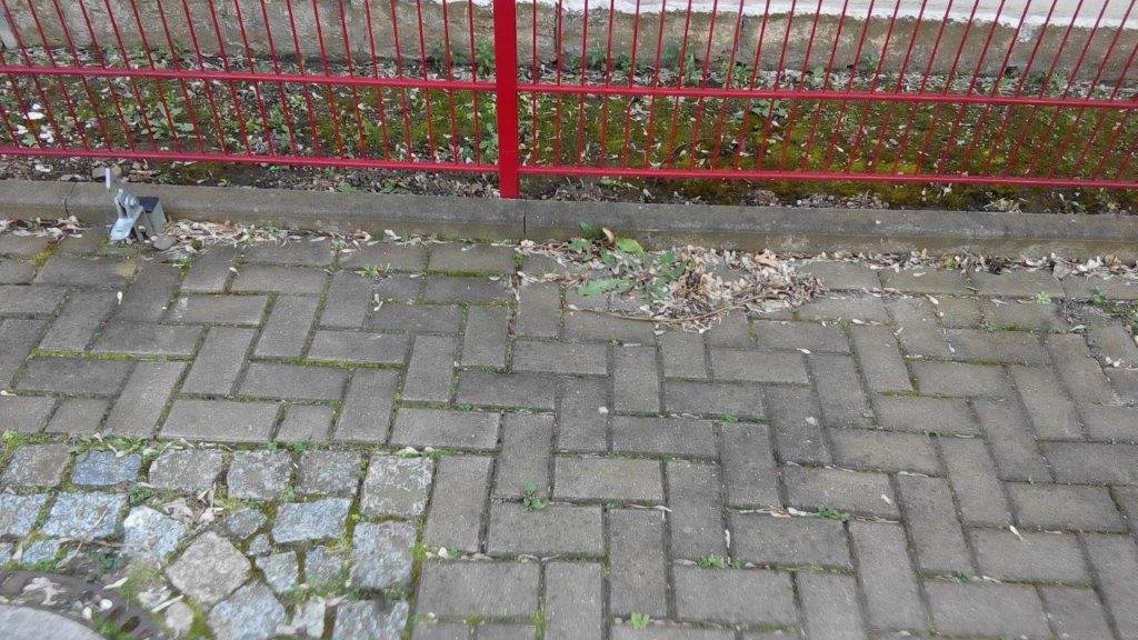18-03-2020-Löwenzahn-Gebesee
