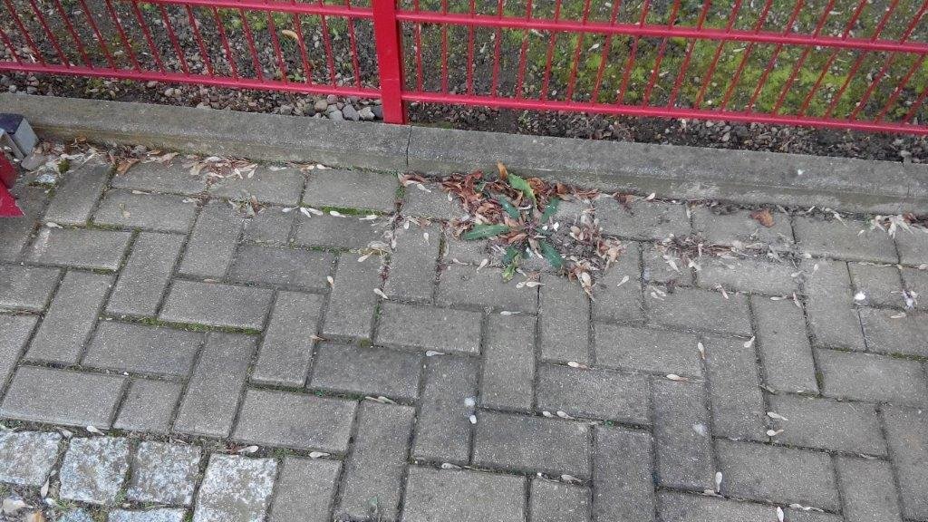 21-01-2020-Löwenzahn-Gebesee