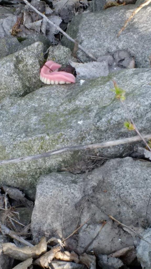 Flusspflege Gebesee 2019, Gebiss gefunden