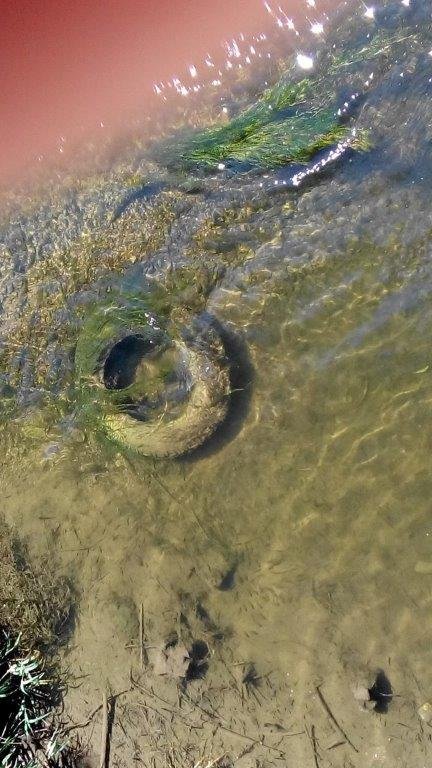 Müll in der Gera bei Gebesee 2019